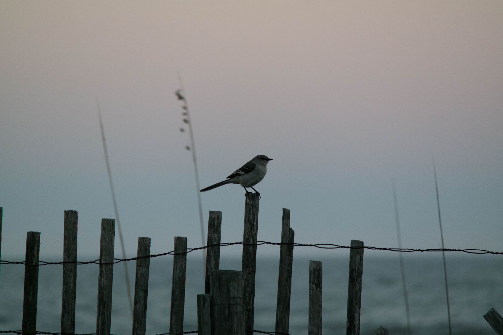 Samsung NX30 sample photo. Shoreline, bird, wildlife photography