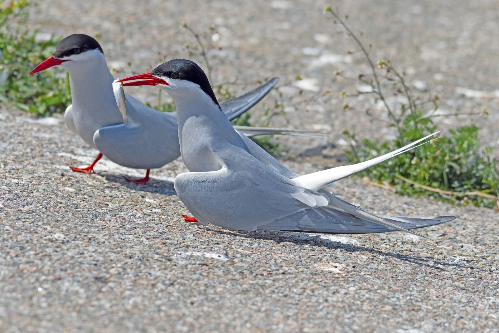 Nikon D500 sample photo. Arctic tern, courtship feeding photography
