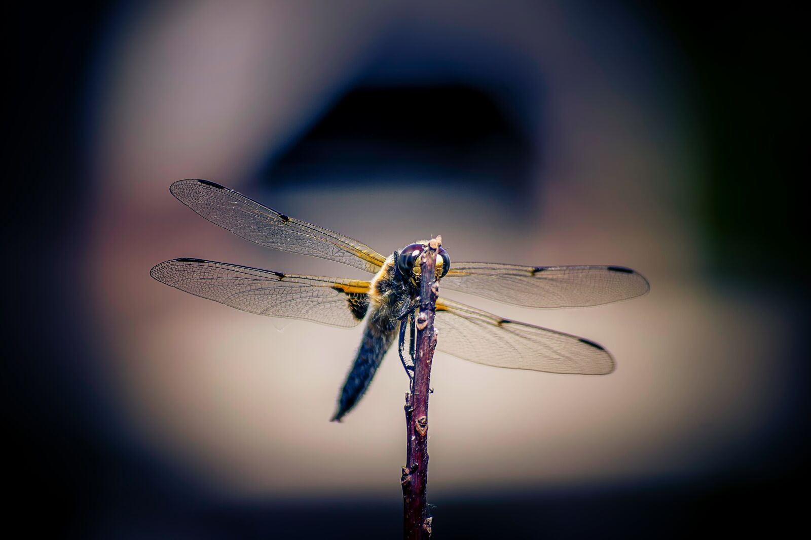 Nikon D3300 sample photo. Insect, fly, dragonfly photography