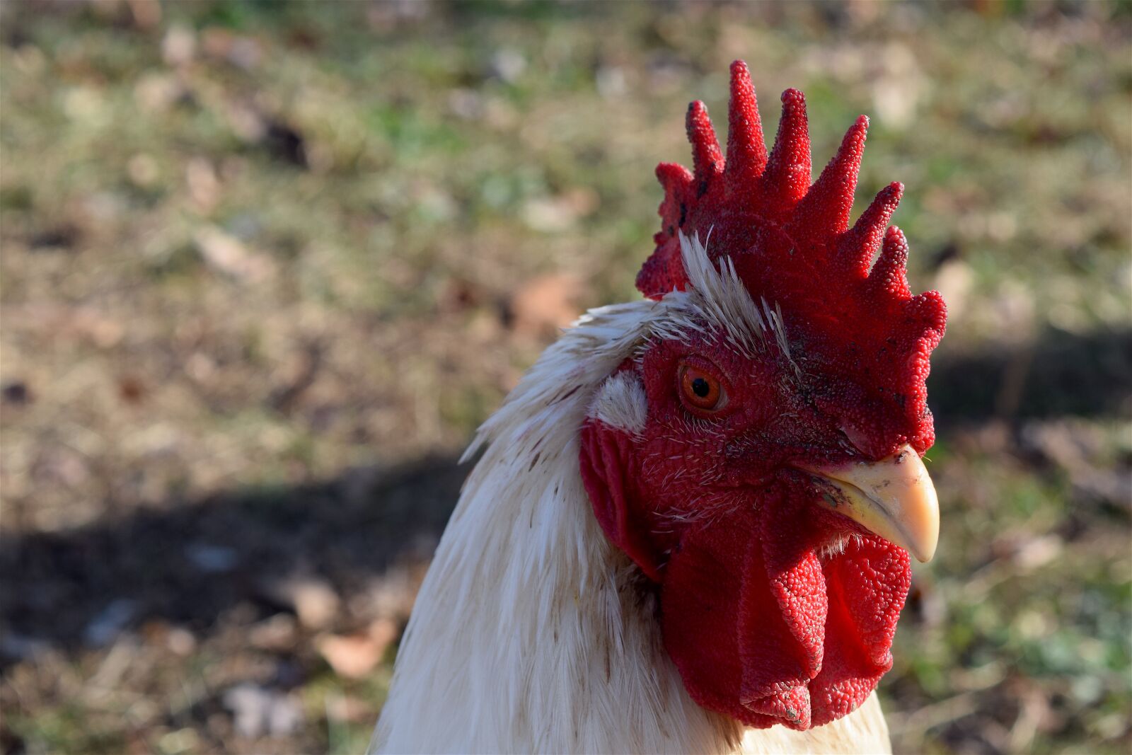 Nikon D3300 sample photo. Rooster, bird, farm photography