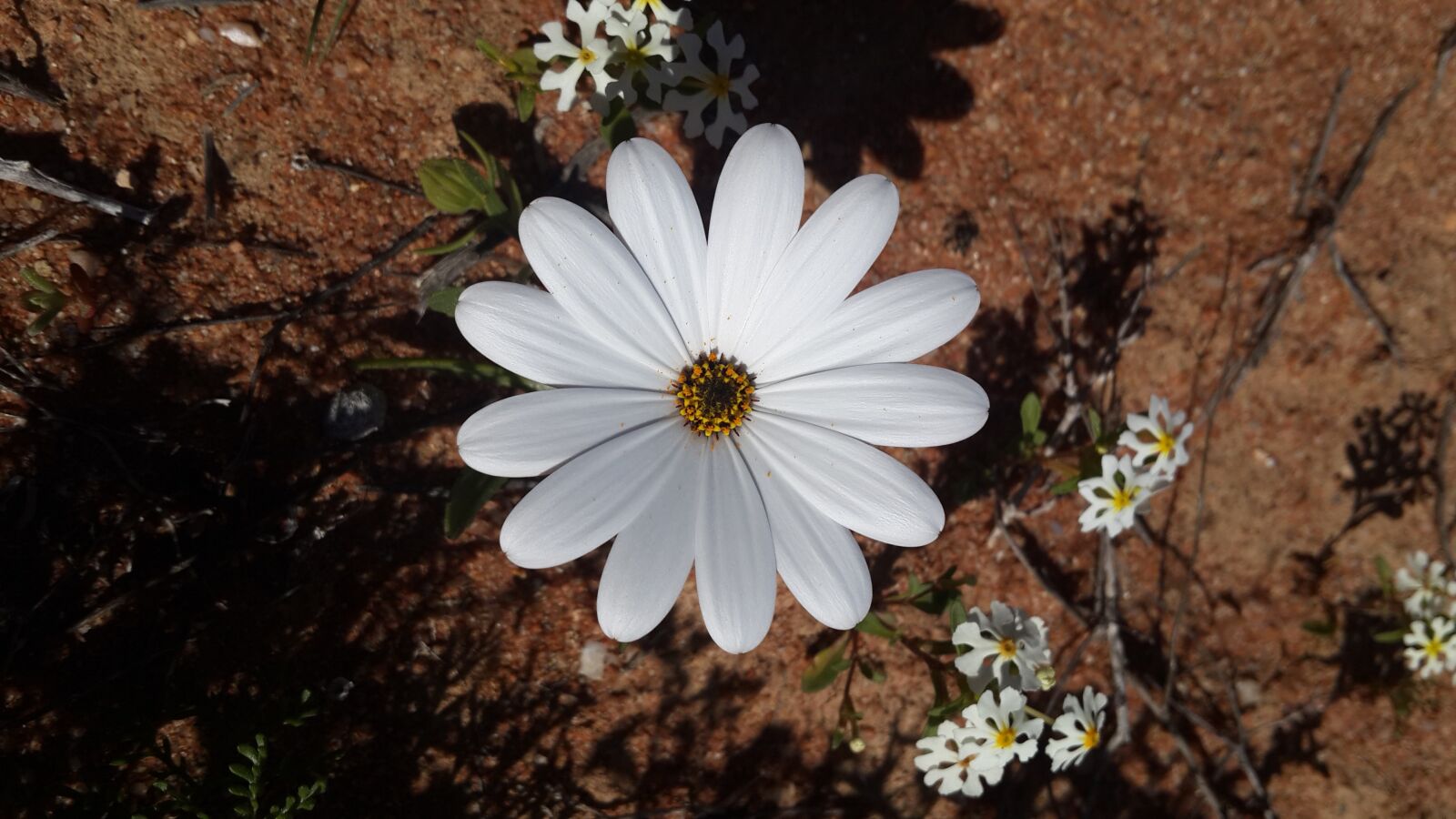 Samsung Galaxy S4 sample photo. Flower, namakwaland daisy, africa photography