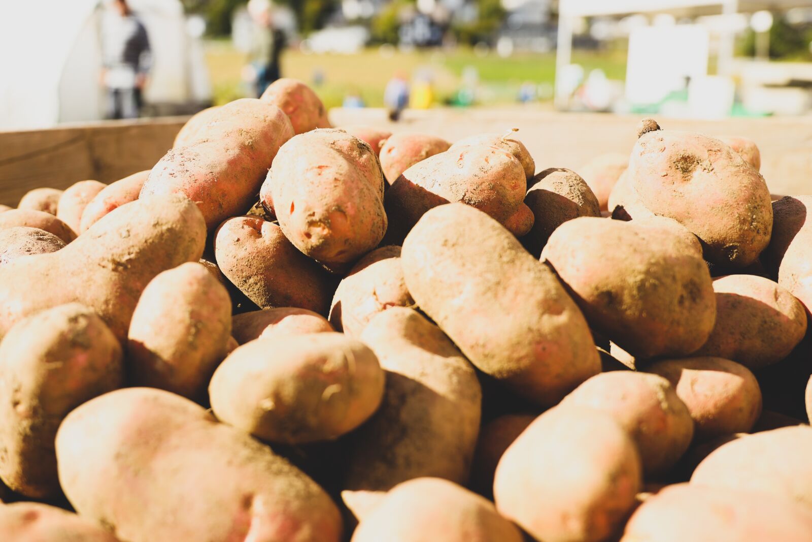 Canon EOS R sample photo. Vegetables, potatoes, pumpkin photography