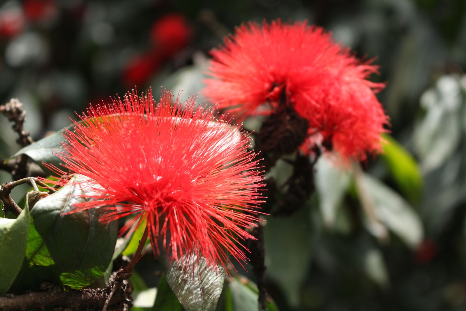Canon EOS 700D (EOS Rebel T5i / EOS Kiss X7i) sample photo. Flowers, natural, flower photography