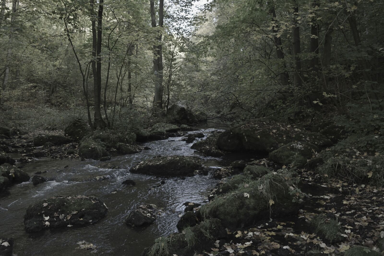 Nikon D5200 sample photo. Nature, forest, bach photography