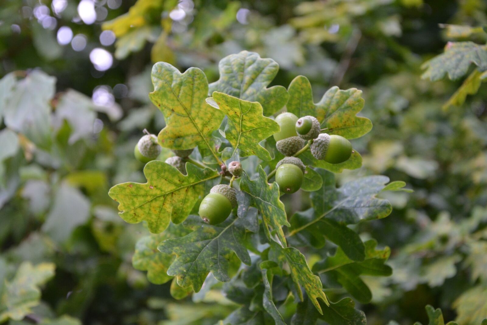 Nikon D5200 sample photo. Oak, acorns, the fruit photography