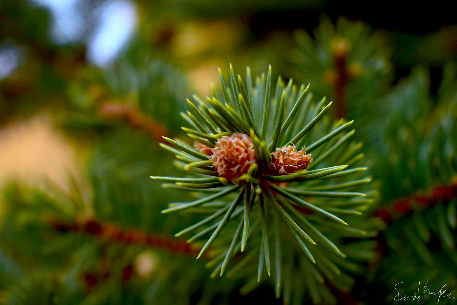 Nikon D3300 sample photo. Nature, photography photography