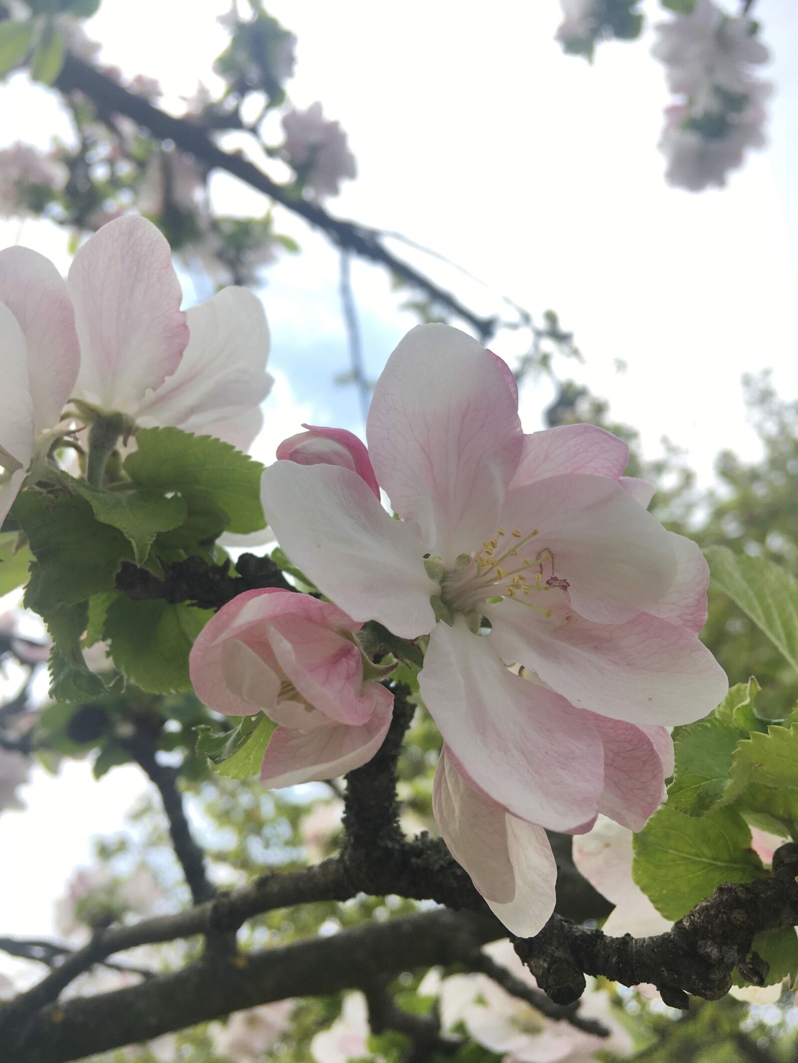 iPhone SE back camera 4.15mm f/2.2 sample photo. Pink, spring, cherry photography