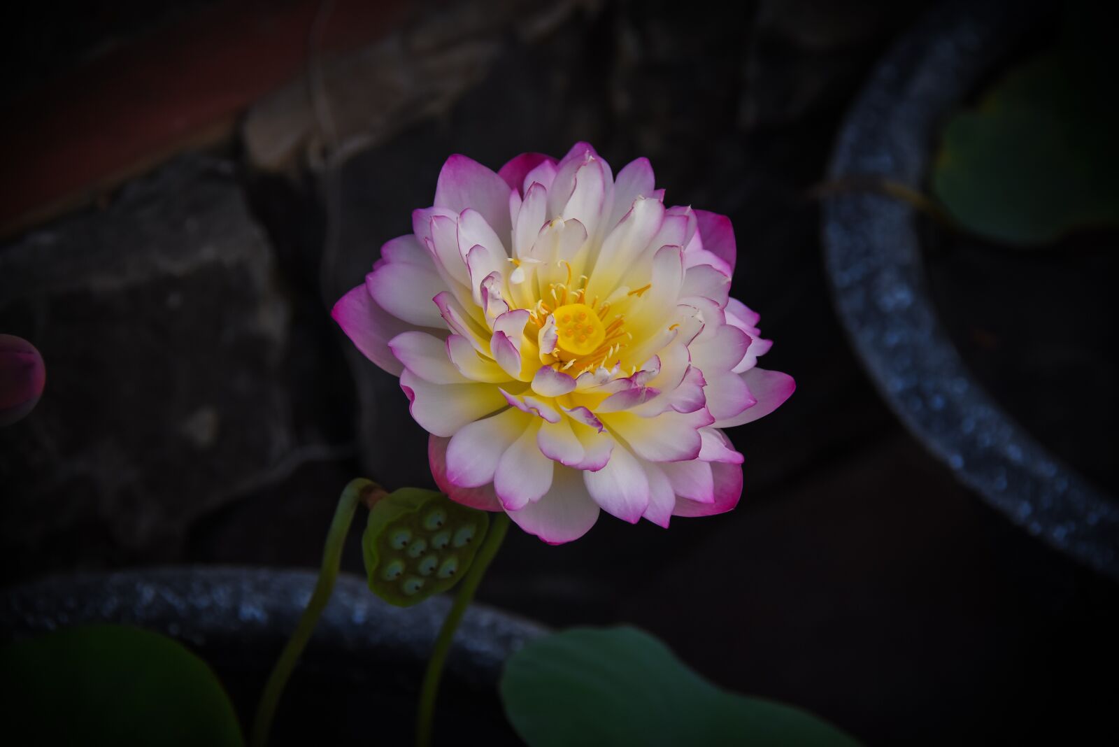 Nikon D7200 sample photo. Golden lotus border pink photography