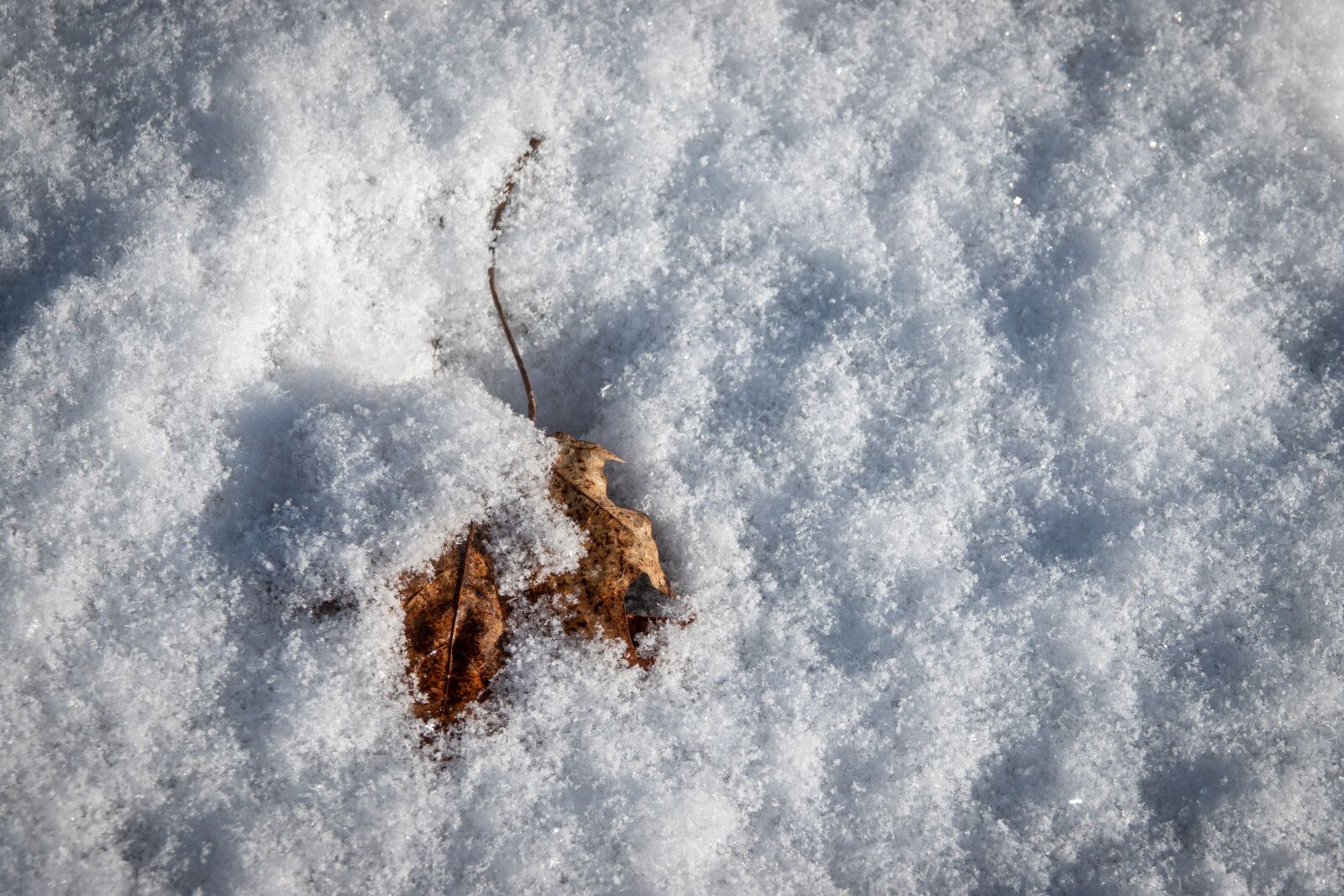 Sony Cyber-shot DSC-RX10 IV sample photo. Leaf, winter, spring photography