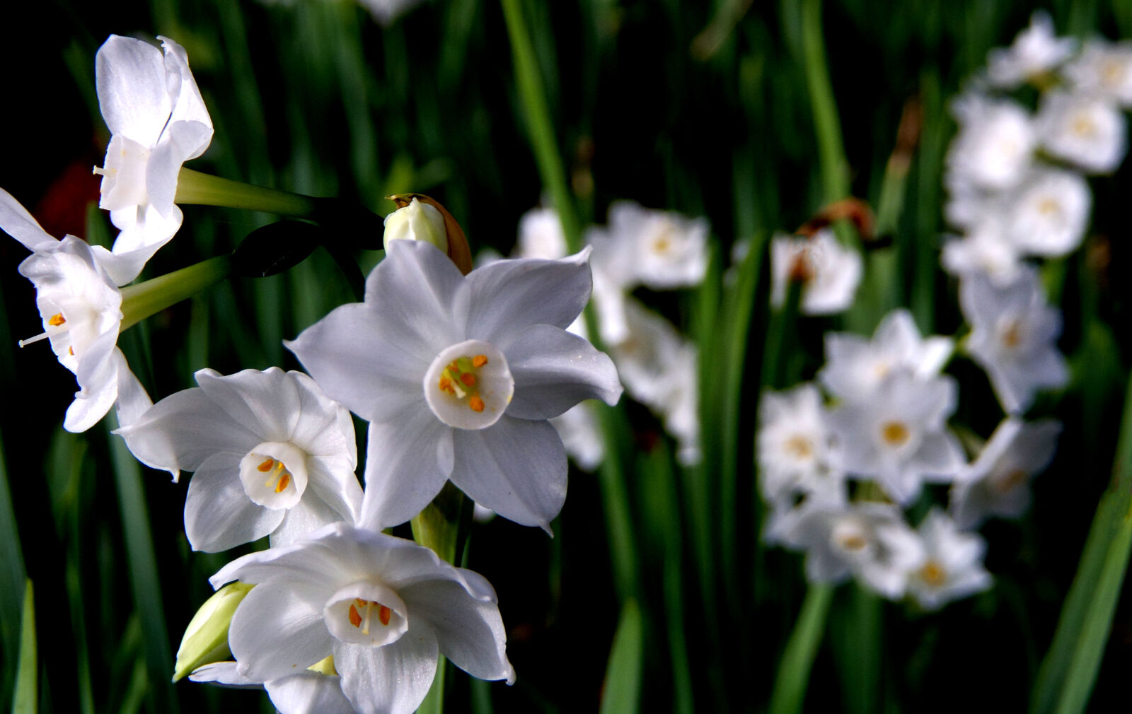 Pentax 02 Standard Zoom sample photo. Flower photography