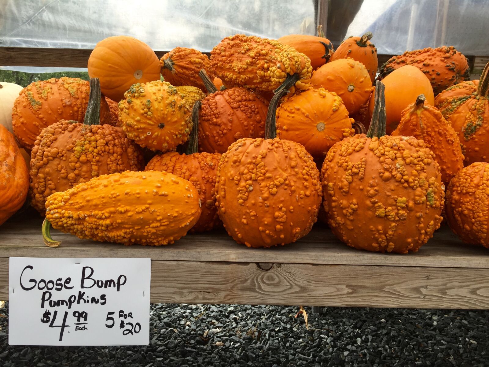 iPhone 6 Plus back camera 4.15mm f/2.2 sample photo. Pumpkins, halloween, autumn photography