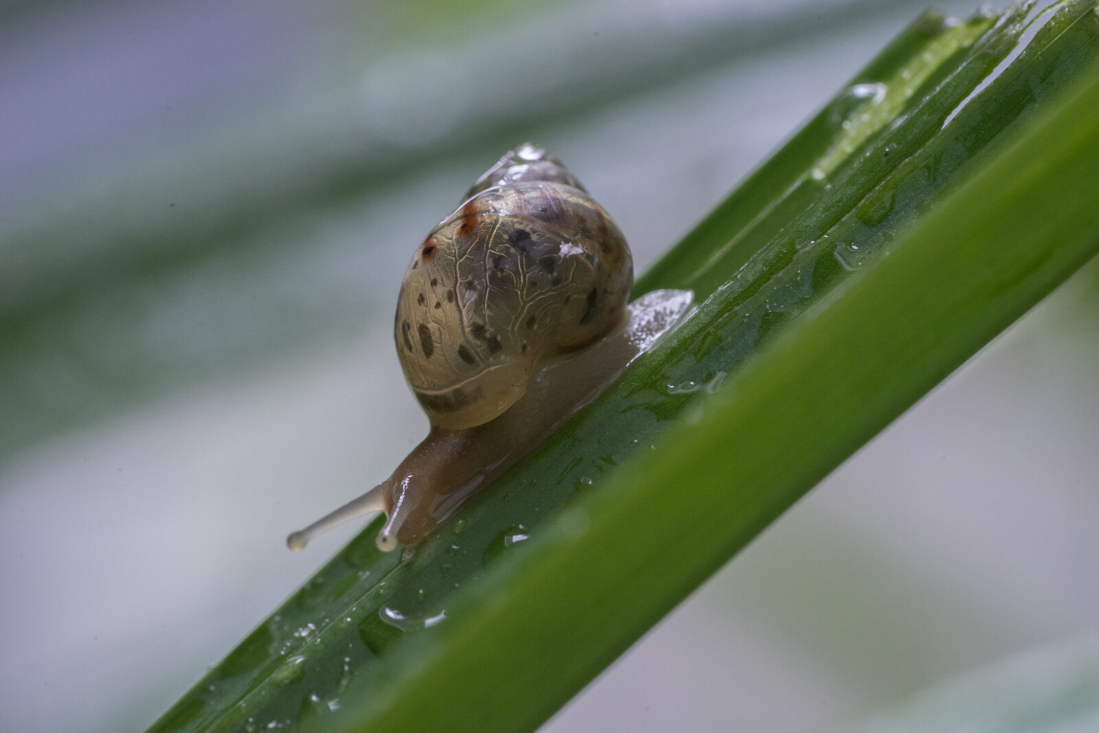 Sony a7 II + Sony FE 90mm F2.8 Macro G OSS sample photo. Green, rain, snail, shell photography