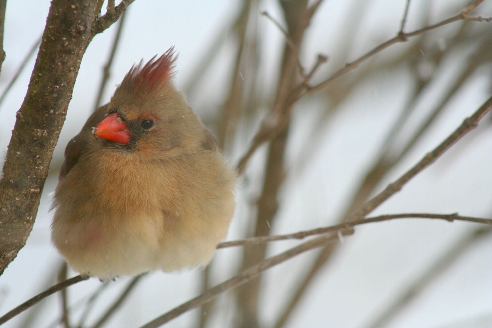Canon EOS 350D (EOS Digital Rebel XT / EOS Kiss Digital N) sample photo. Cardinal, bird, nature photography