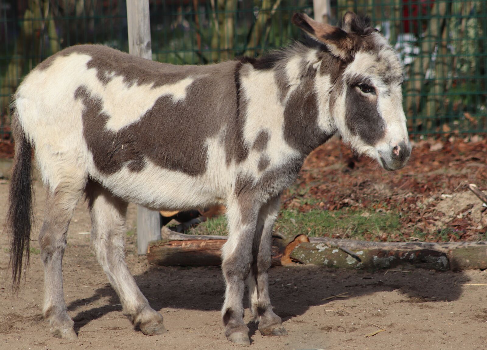 Canon EOS 800D (EOS Rebel T7i / EOS Kiss X9i) sample photo. Donkey, pet, domestic donkey photography