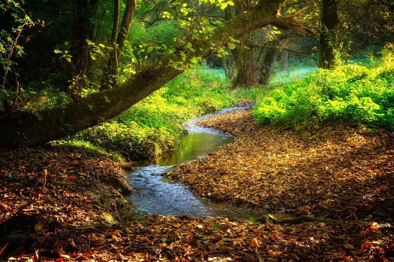 Nikon D3300 sample photo. Landscape, river, bach photography