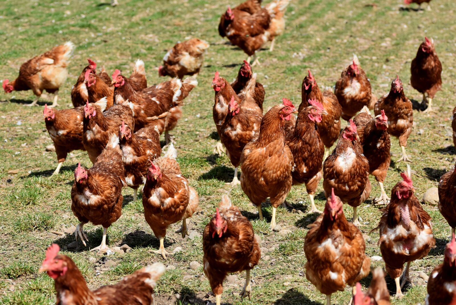 Nikon D7200 sample photo. Chicken, hen, poultry photography