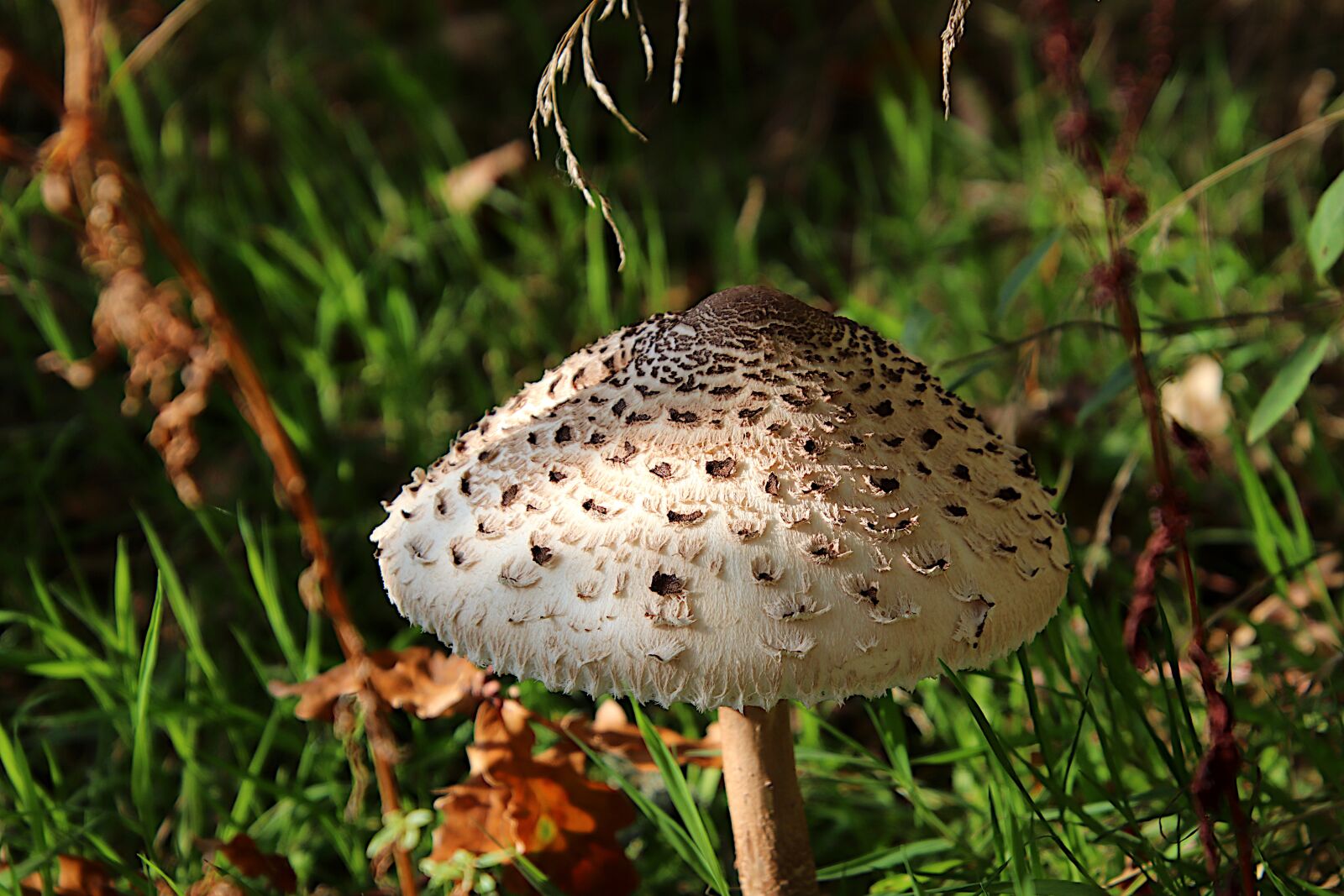 Canon EOS 800D (EOS Rebel T7i / EOS Kiss X9i) sample photo. Fungus, plants, nature photography