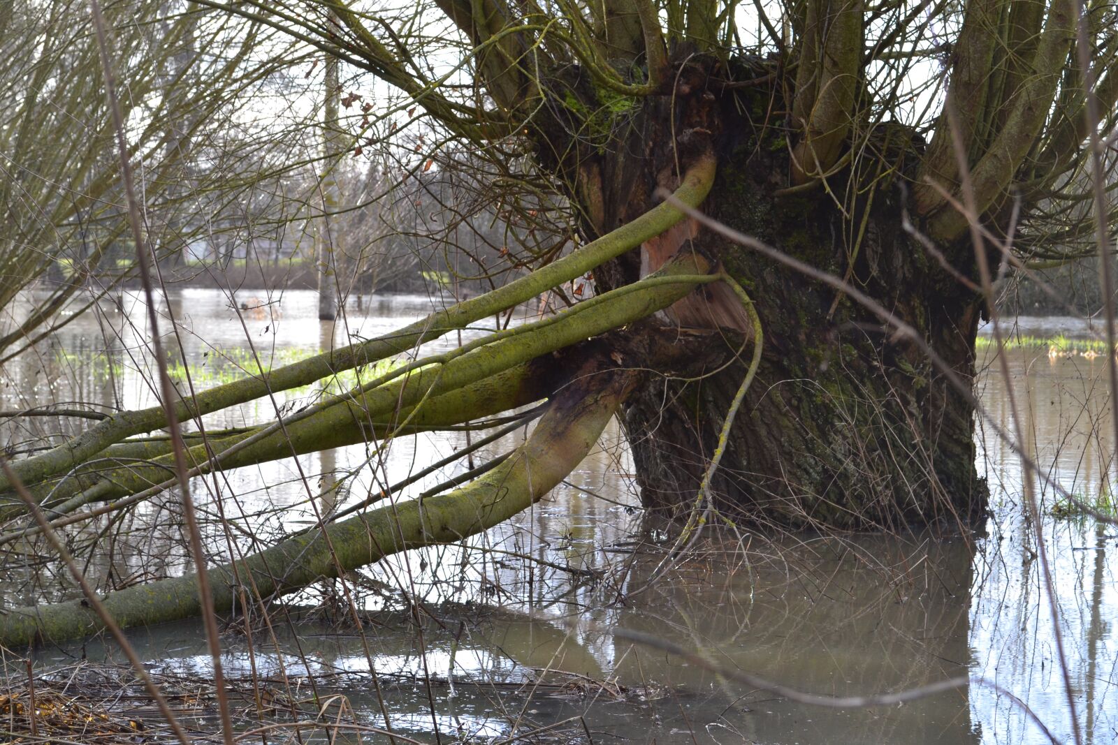 Nikon D3100 sample photo. Tree, nature, water photography
