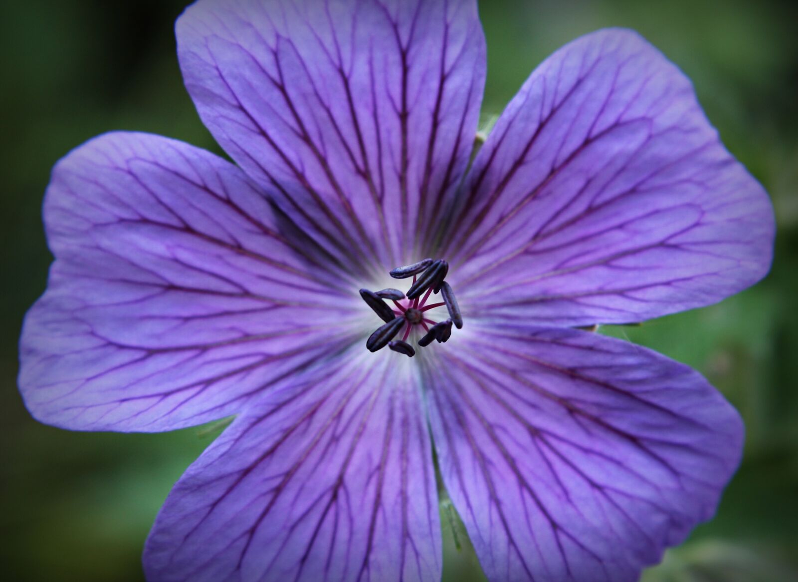Canon EOS 550D (EOS Rebel T2i / EOS Kiss X4) sample photo. Cranesbill, blue, blossom photography
