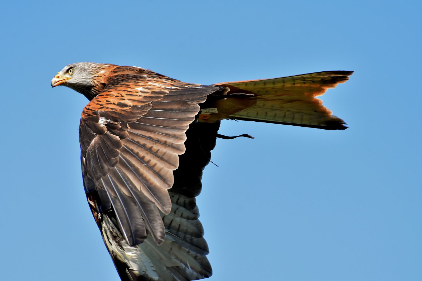 Nikon D7200 sample photo. Red kite, milvus milvus photography