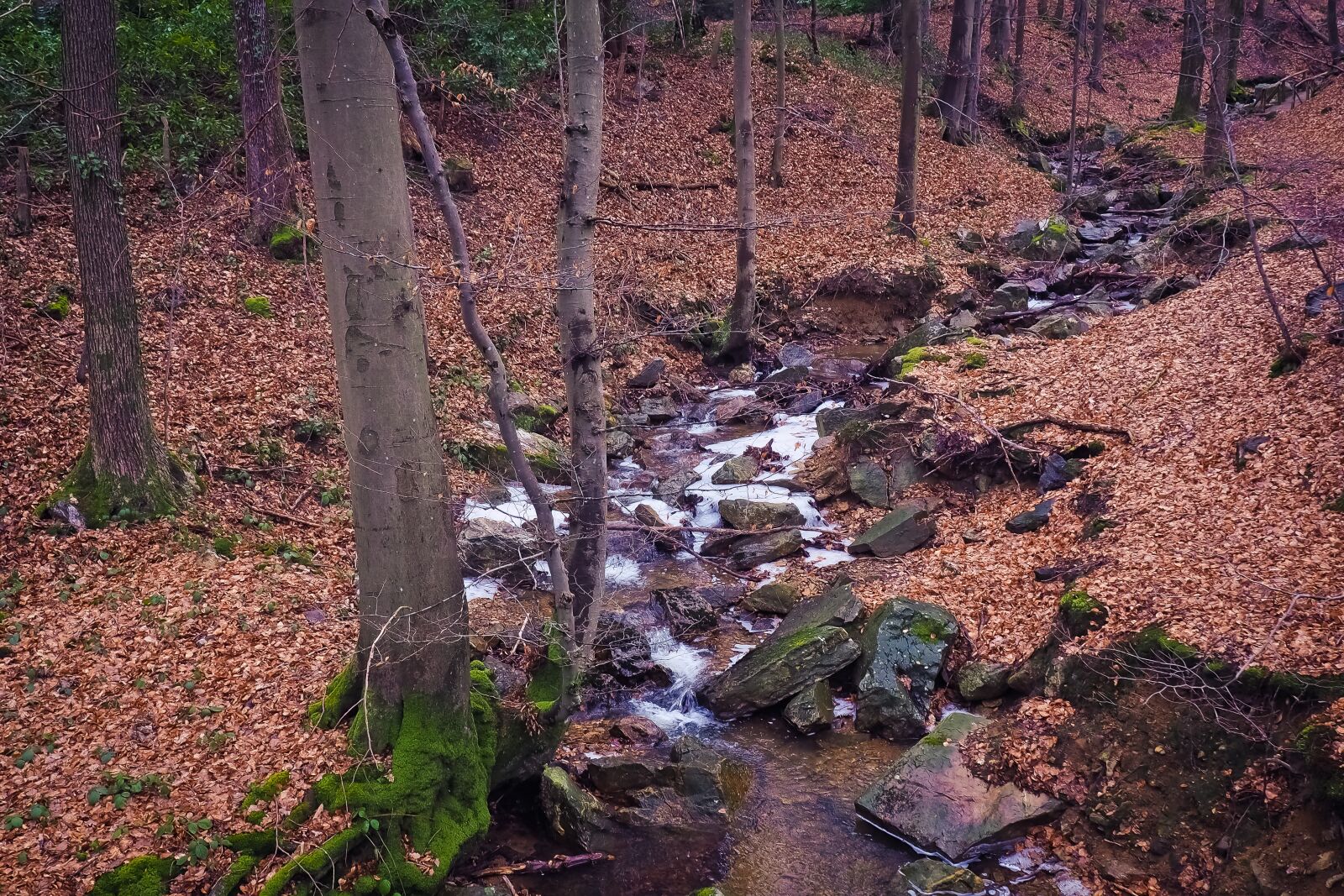 Olympus OM-D E-M10 sample photo. Nature, forest, landscape photography