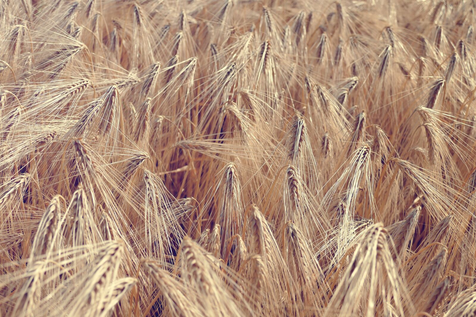 Panasonic Lumix DMC-FZ1000 sample photo. Barley, barley field, cereals photography
