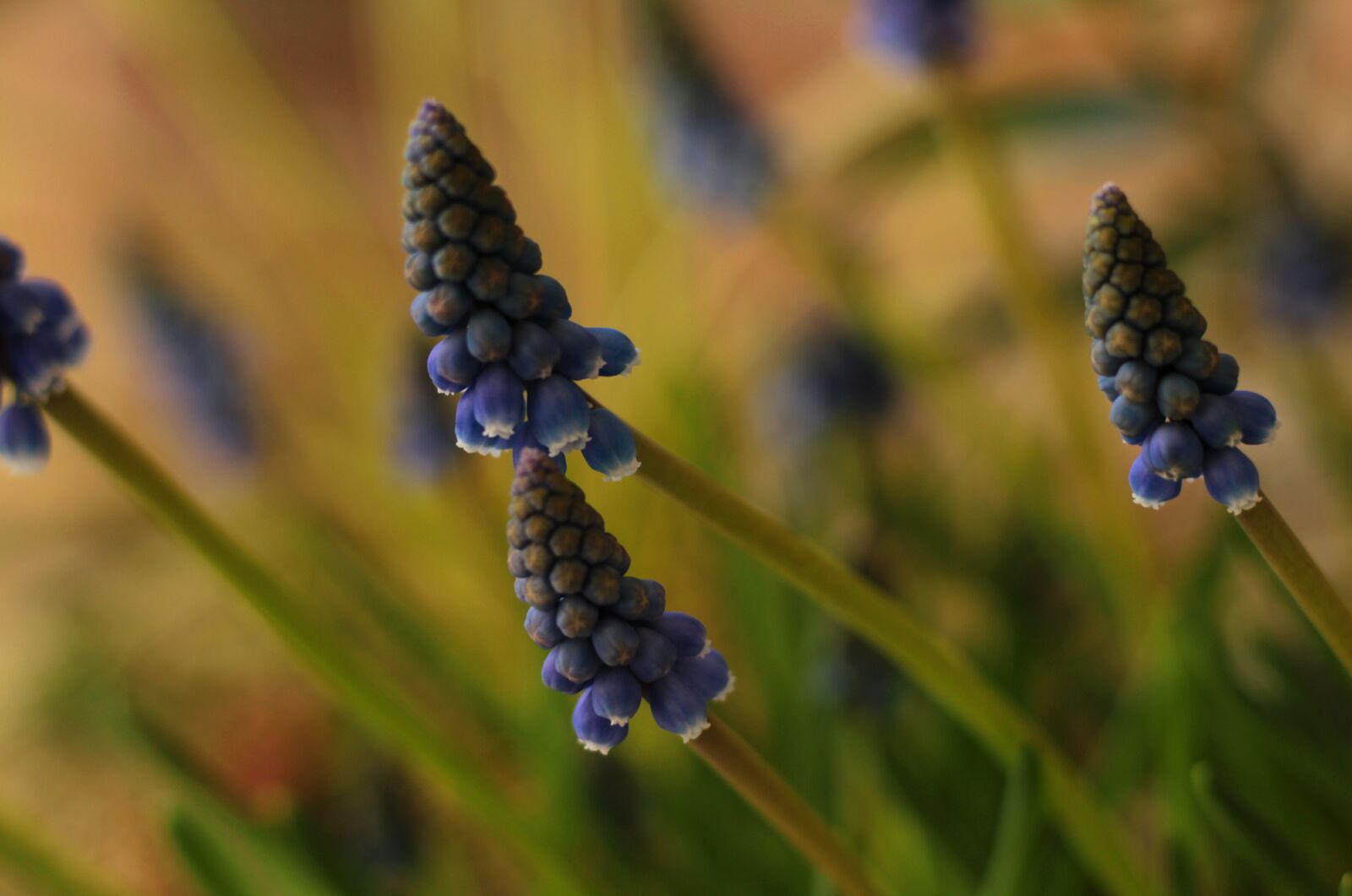 Canon EOS 600D (Rebel EOS T3i / EOS Kiss X5) + Canon EF 50mm F1.8 STM sample photo. Muscari botryoides, spring, muscari photography