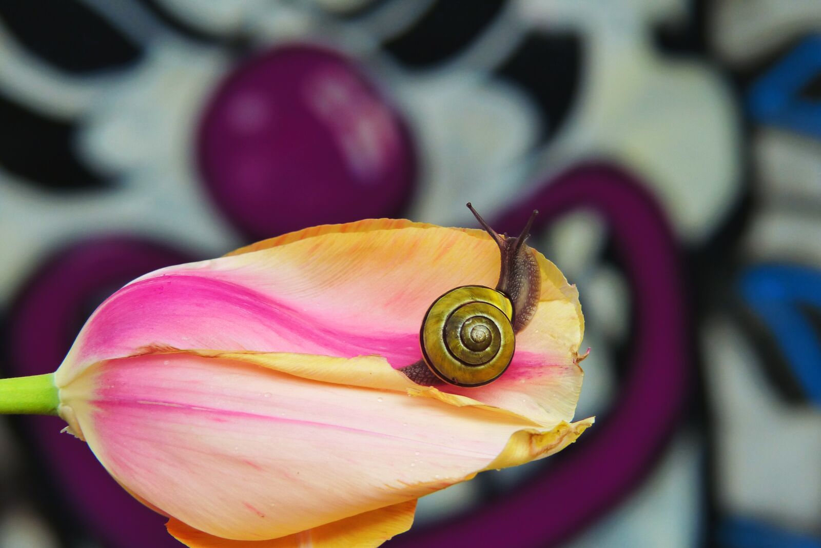 Panasonic Lumix DMC-FZ200 sample photo. Wst yk huntsman, molluscum photography
