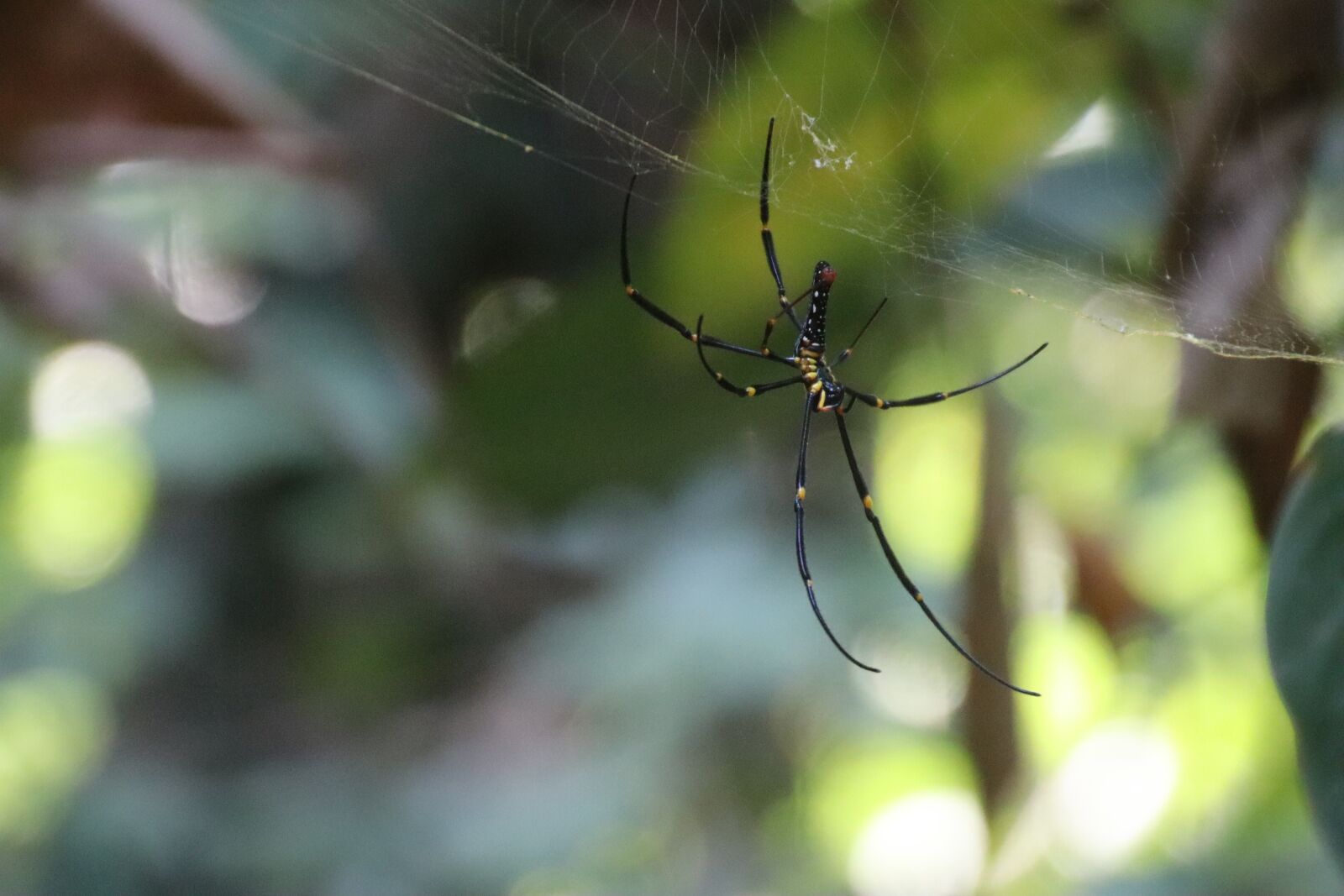 Canon EOS M50 (EOS Kiss M) sample photo. Spider, cobweb, insect photography