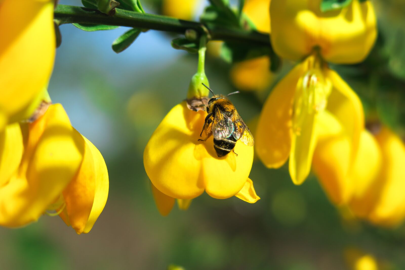 Canon PowerShot G3 X sample photo. Bee, sandy bee, broom photography
