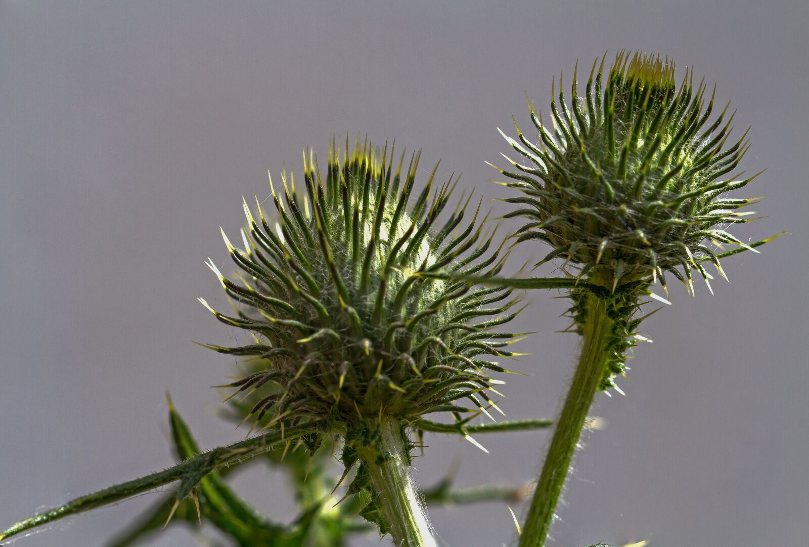Canon EF 100mm F2.8L Macro IS USM sample photo. Thistle, weed, prickly photography