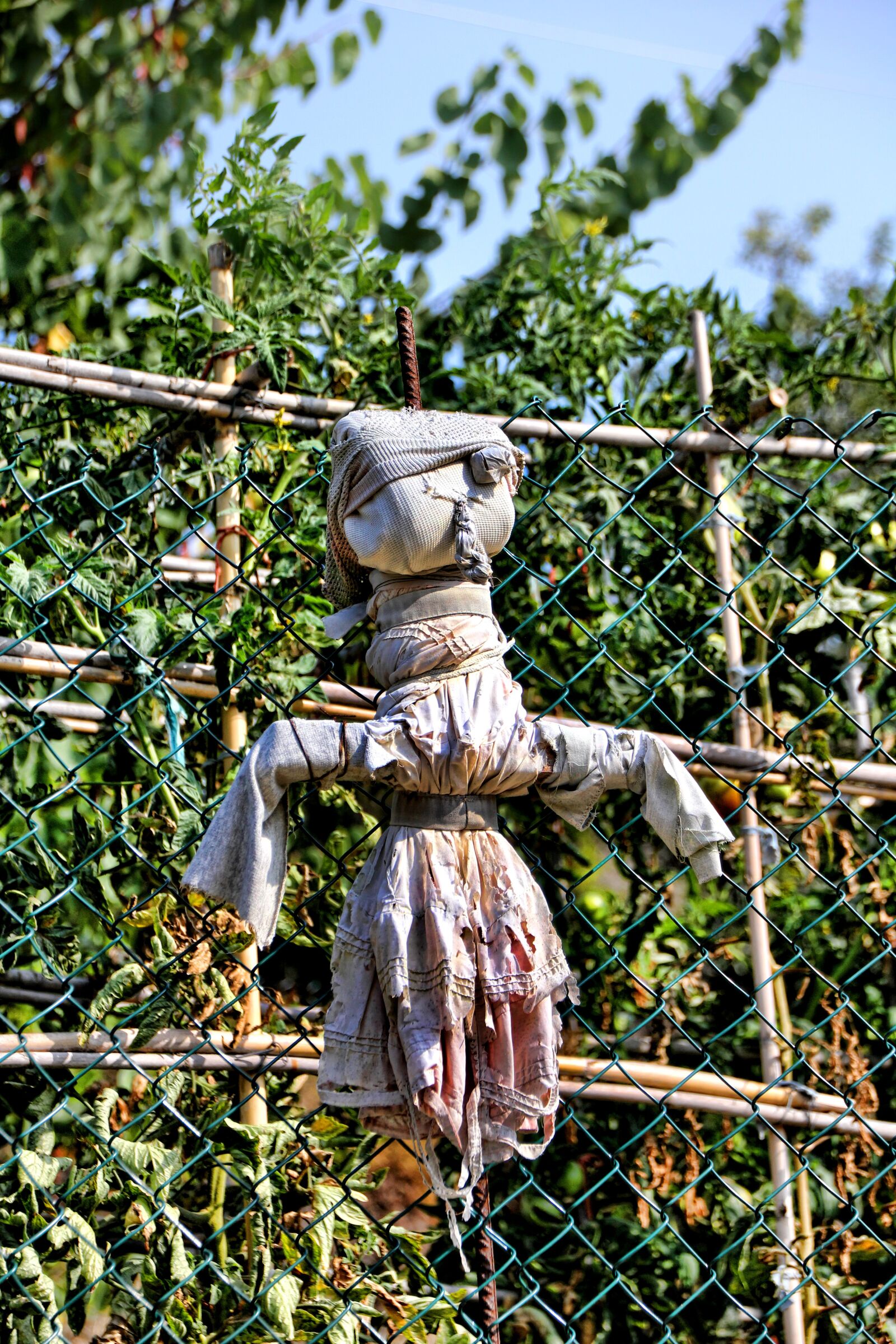 Canon EOS 550D (EOS Rebel T2i / EOS Kiss X4) sample photo. Scarecrow, garden, doll photography