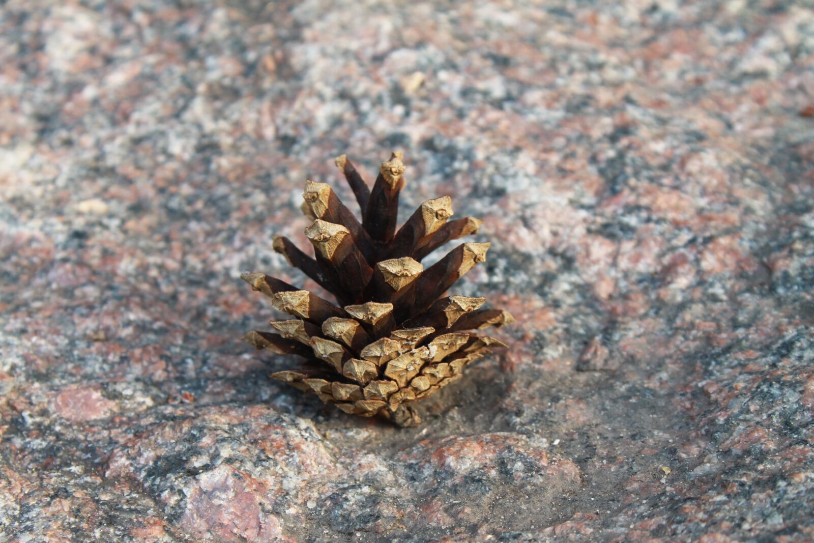 Canon EOS 1100D (EOS Rebel T3 / EOS Kiss X50) sample photo. Pine cone, stone, forest photography