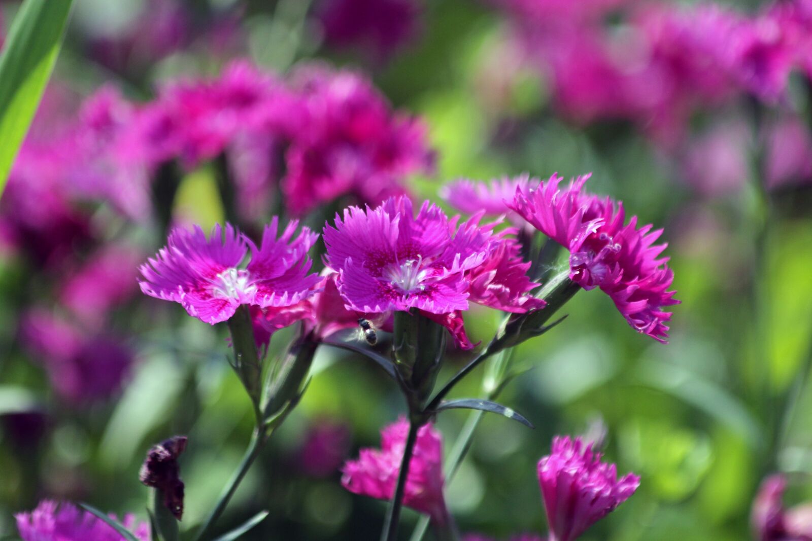 Canon EOS 650D (EOS Rebel T4i / EOS Kiss X6i) sample photo. Clove, flower, bloom photography