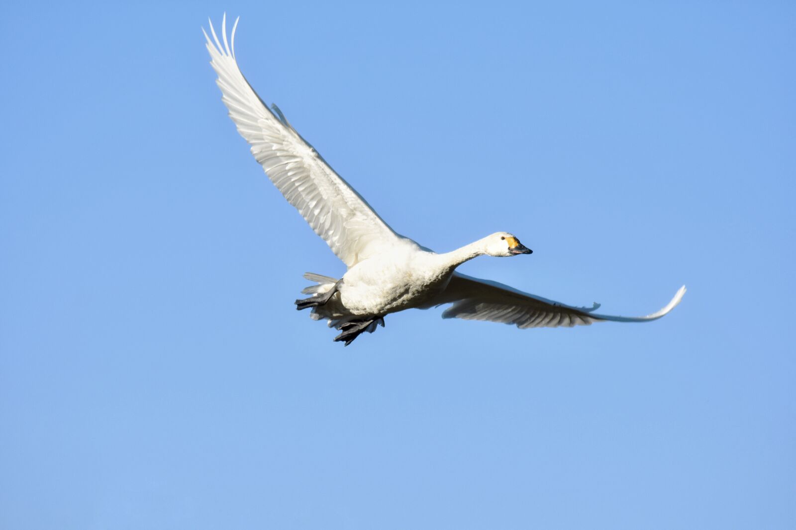 Nikon D7200 sample photo. Animal, sky, bird photography