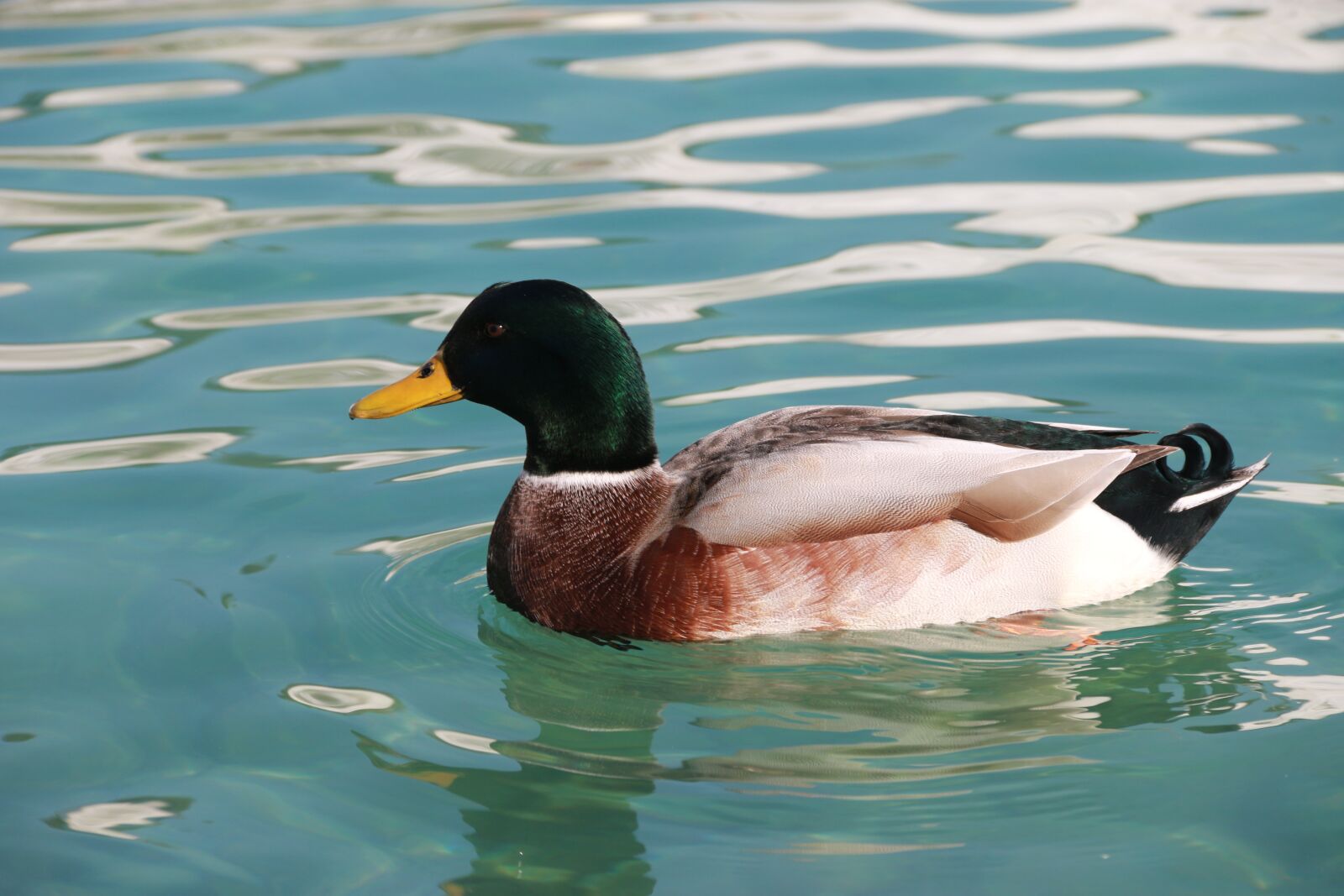 Canon EF-S 18-135mm F3.5-5.6 IS sample photo. Duck, marine, bird photography