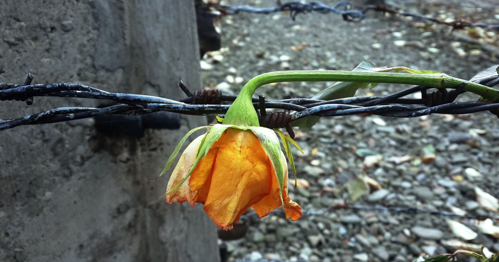 Samsung Galaxy S4 sample photo. Barbed wire, rose, rusty photography