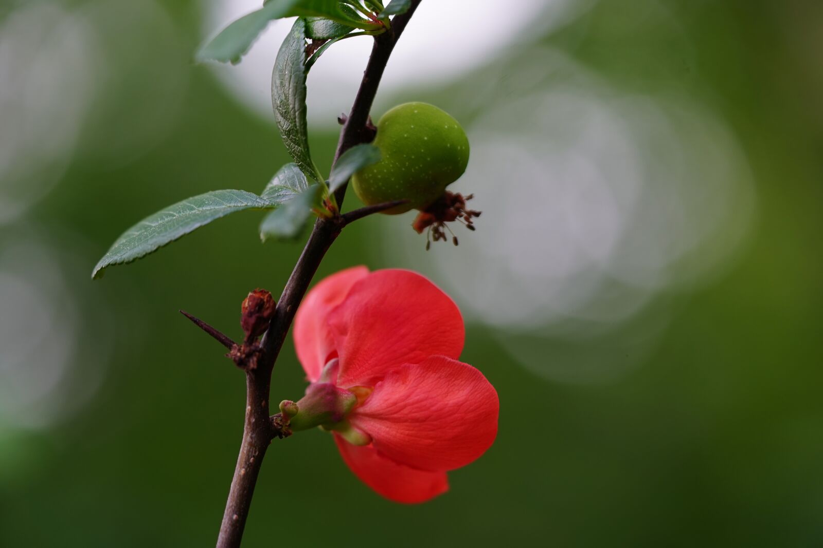 Sony a7 III sample photo. Quince, ornamental quince, bush photography