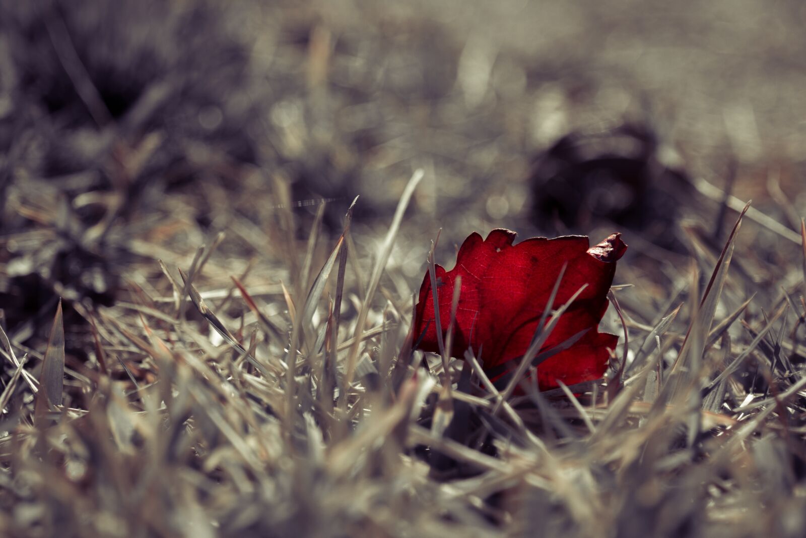 Canon EOS 550D (EOS Rebel T2i / EOS Kiss X4) sample photo. Grass, leaves, pool photography