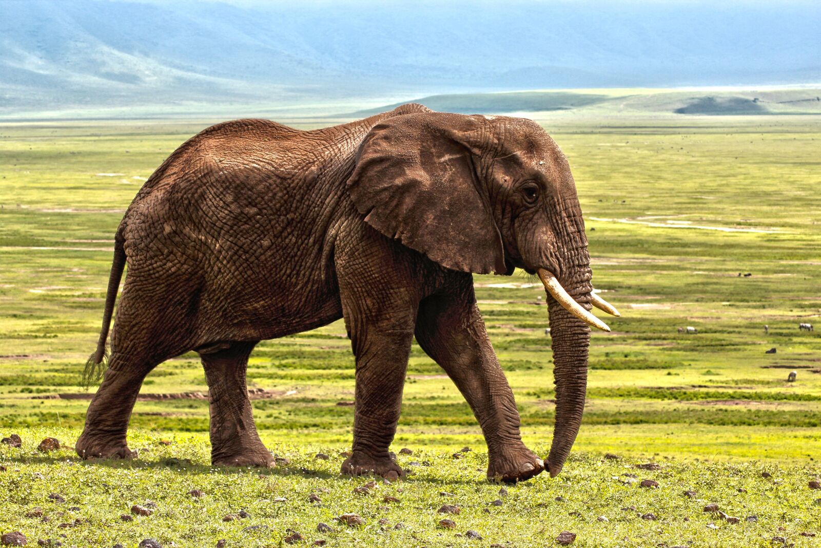 Canon EOS 600D (Rebel EOS T3i / EOS Kiss X5) sample photo. Elephant, safari, animal photography