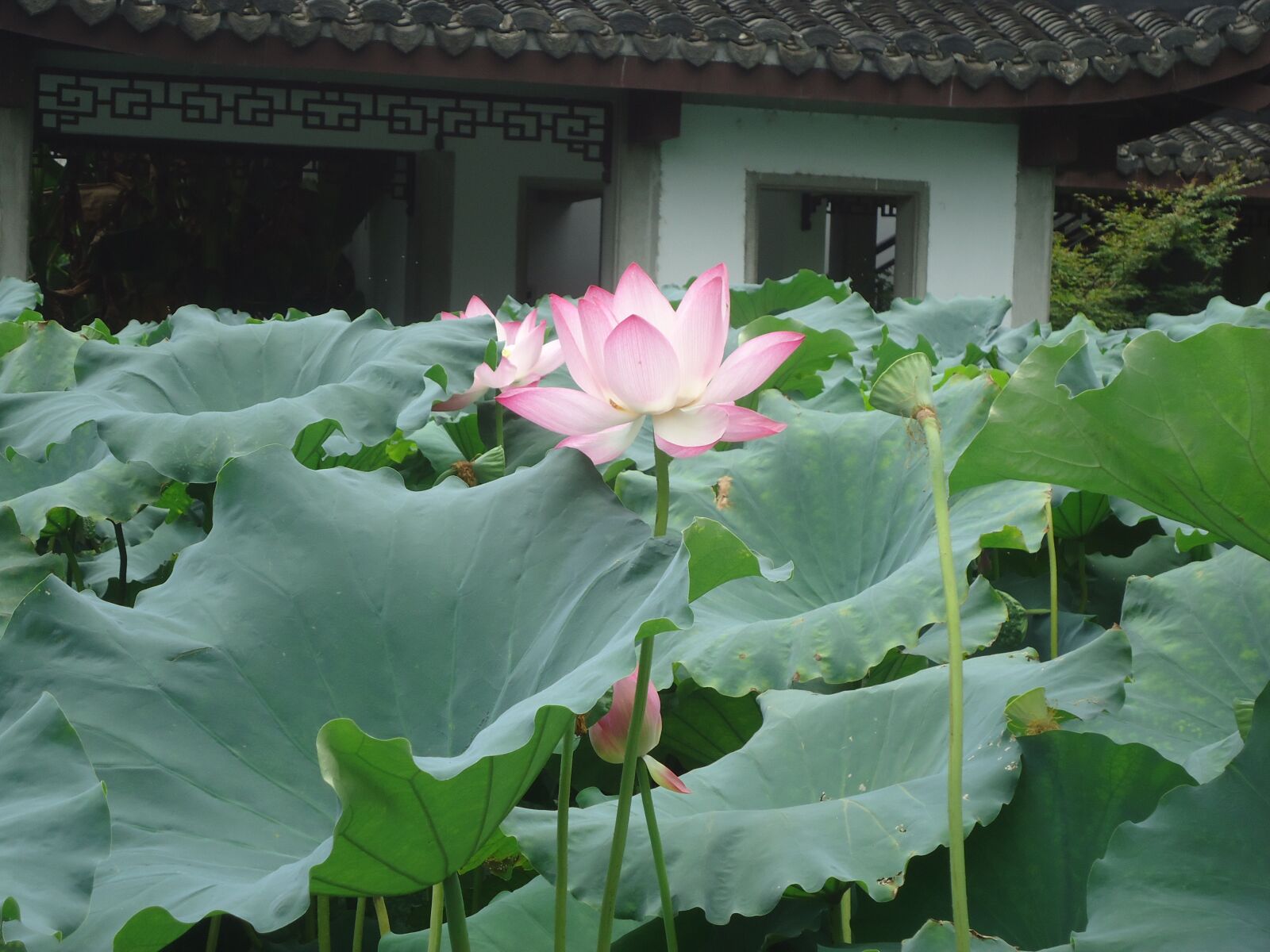 Sony Cyber-shot DSC-W530 sample photo. Lotus, hangzhou, flower photography