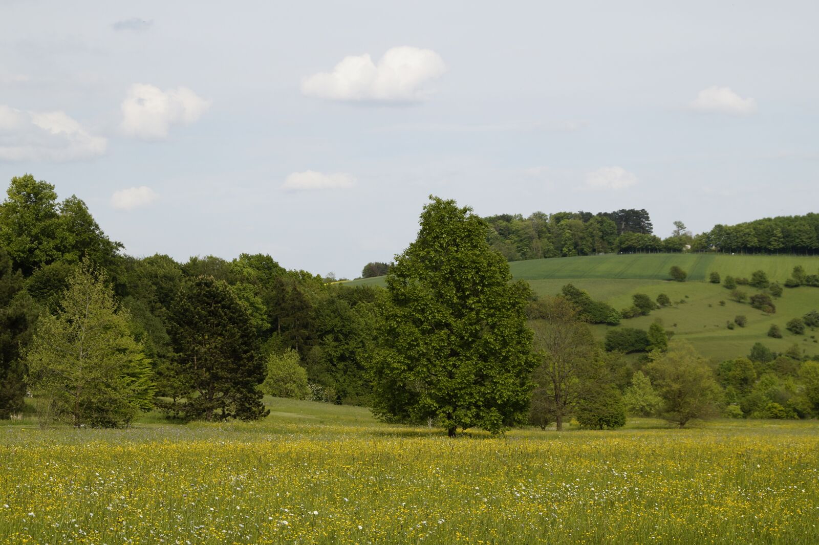 Sony SLT-A58 sample photo. Spring, upper swabia, trees photography