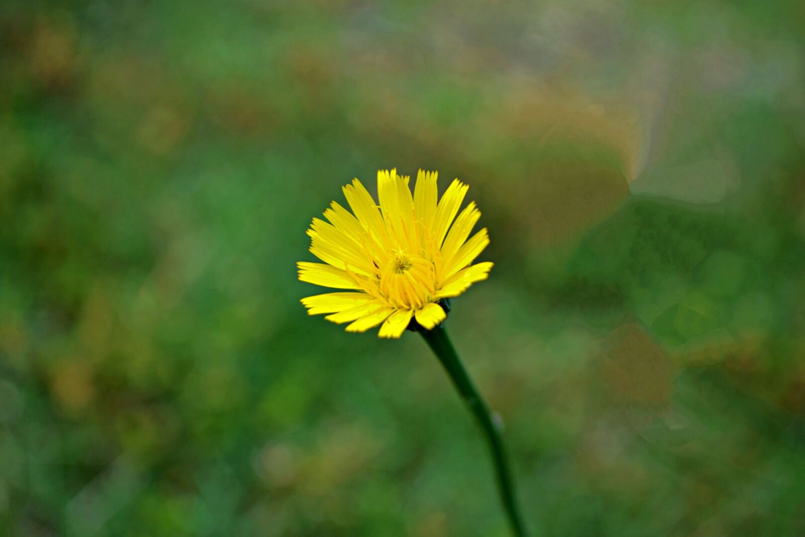 Nikon D3100 sample photo. Flower, floral, dandelion photography