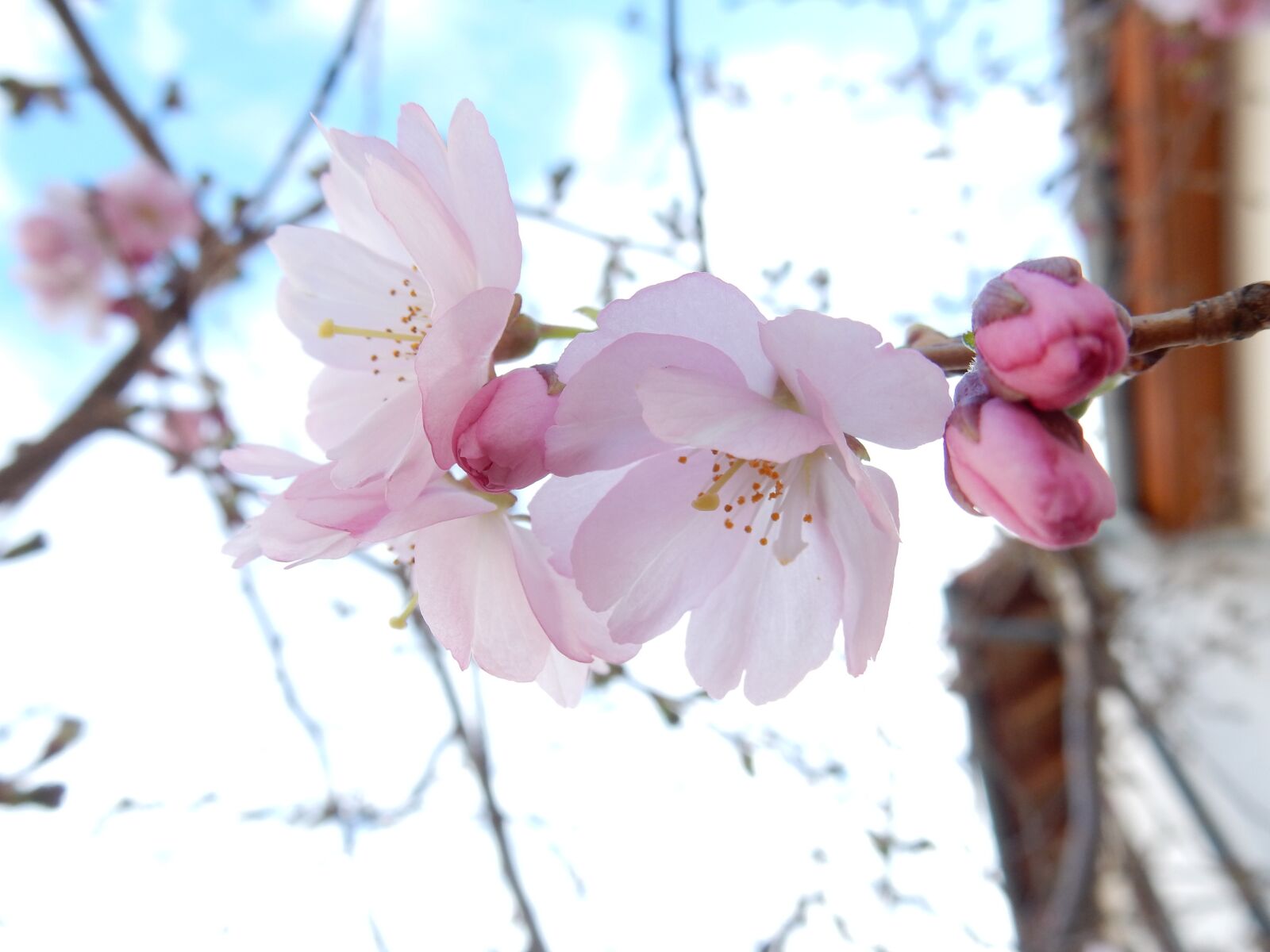 Nikon Coolpix S9900 sample photo. Spring, pink, flower photography