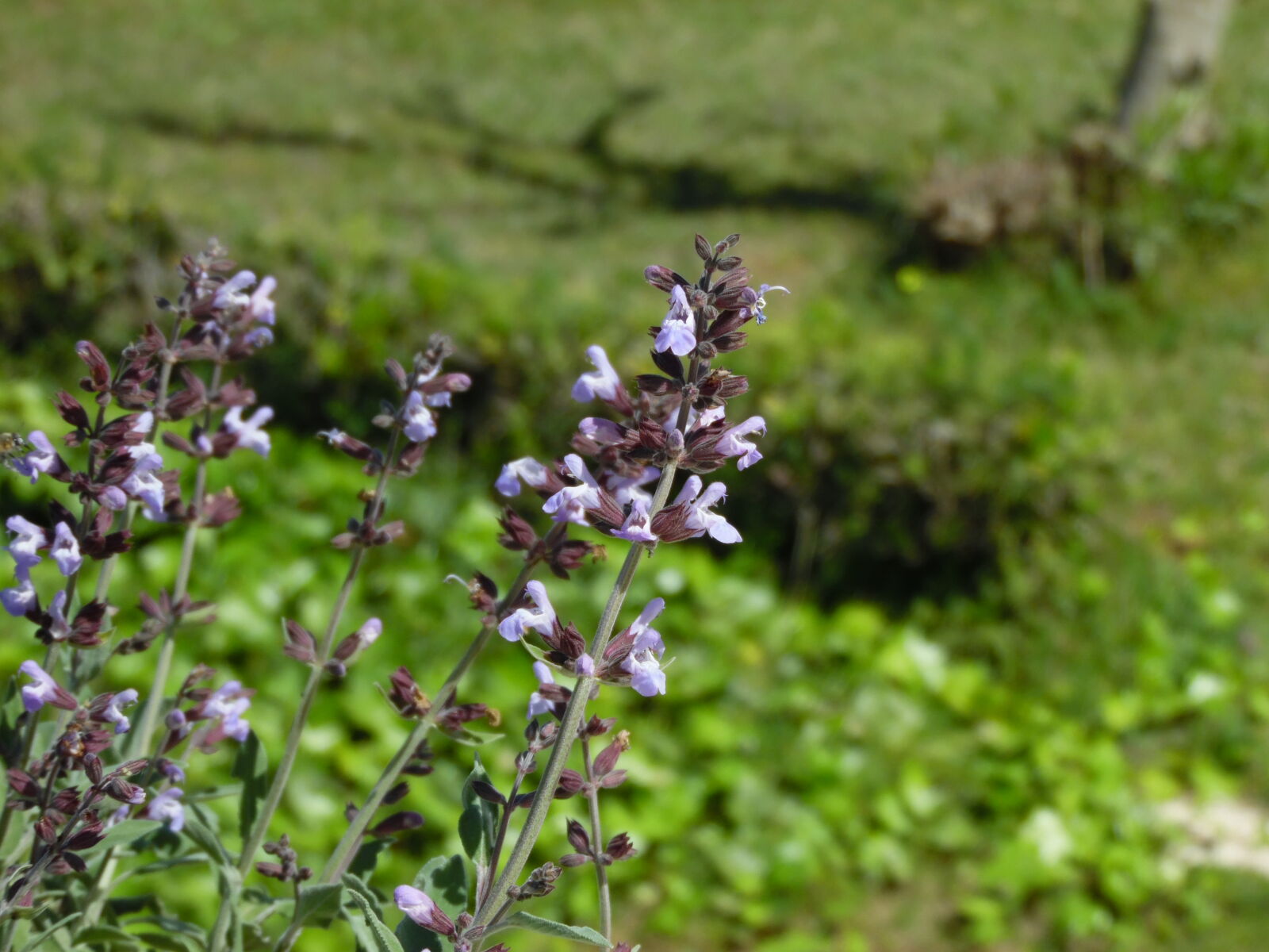 Samsung WB1100F/WB1101F/WB1102F sample photo