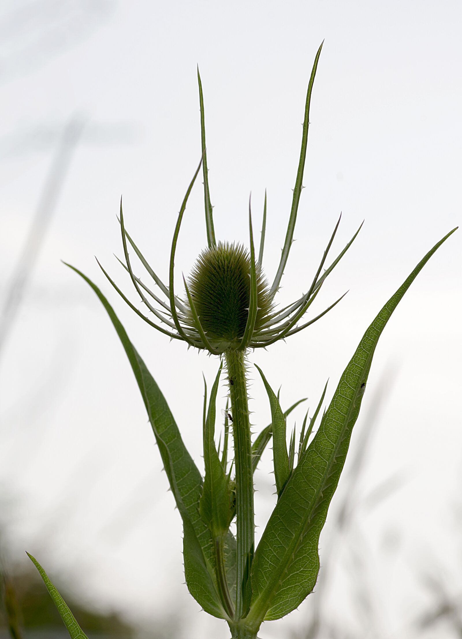 Pentax K-S2 sample photo. Thistle, plant, dashing photography