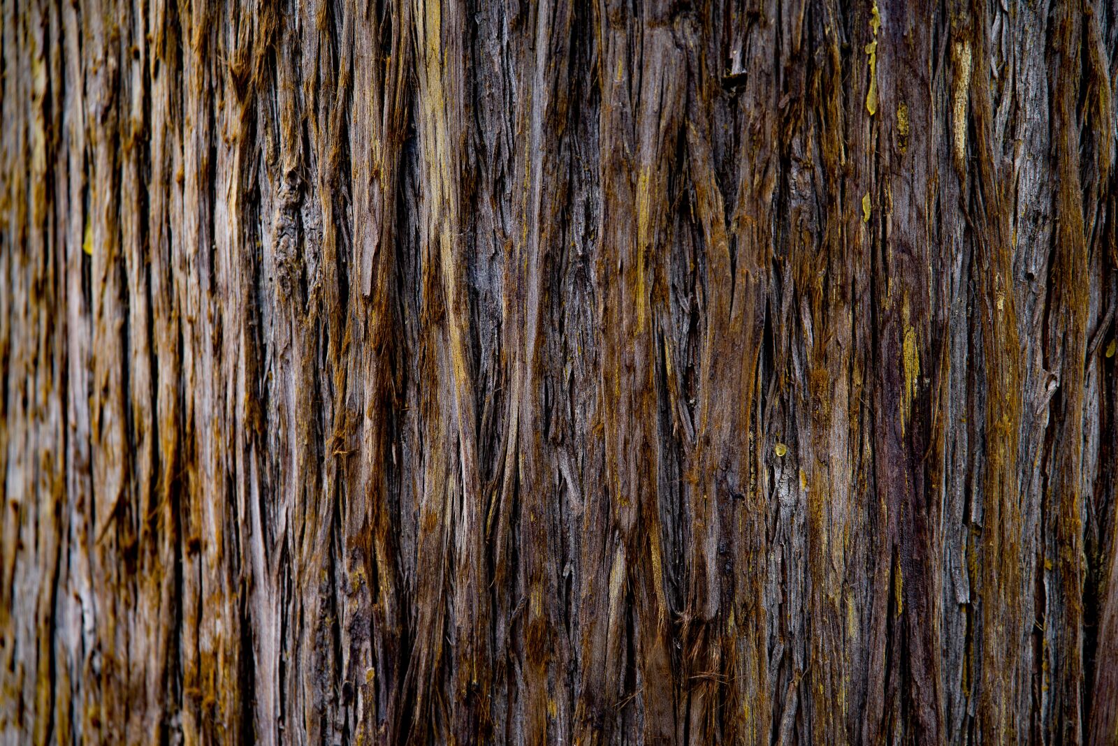 Pentax K-1 Mark II sample photo. Tree, trunk, bark photography