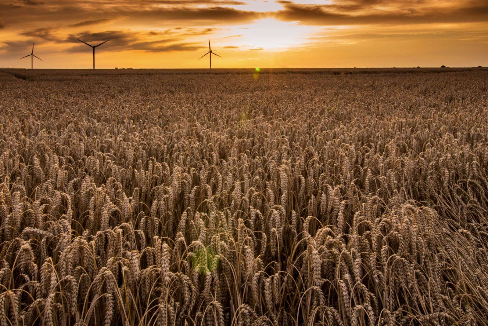 Canon EOS 700D (EOS Rebel T5i / EOS Kiss X7i) sample photo. Wheat field, agriculture, cereals photography