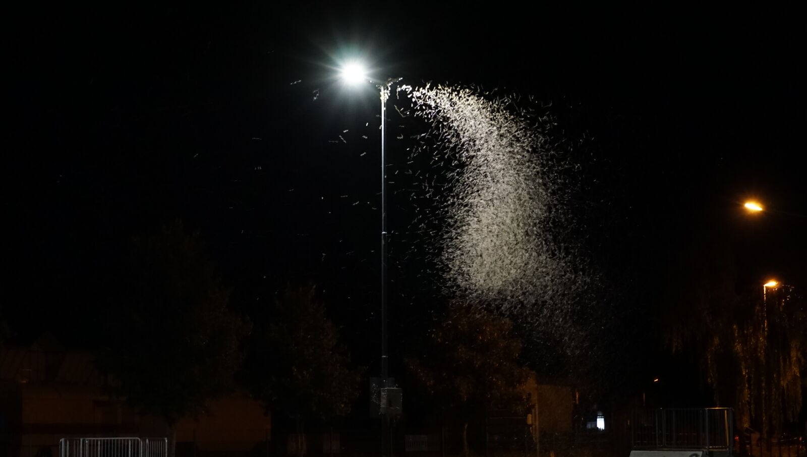 Sony a6000 sample photo. Insect, dance, night photography