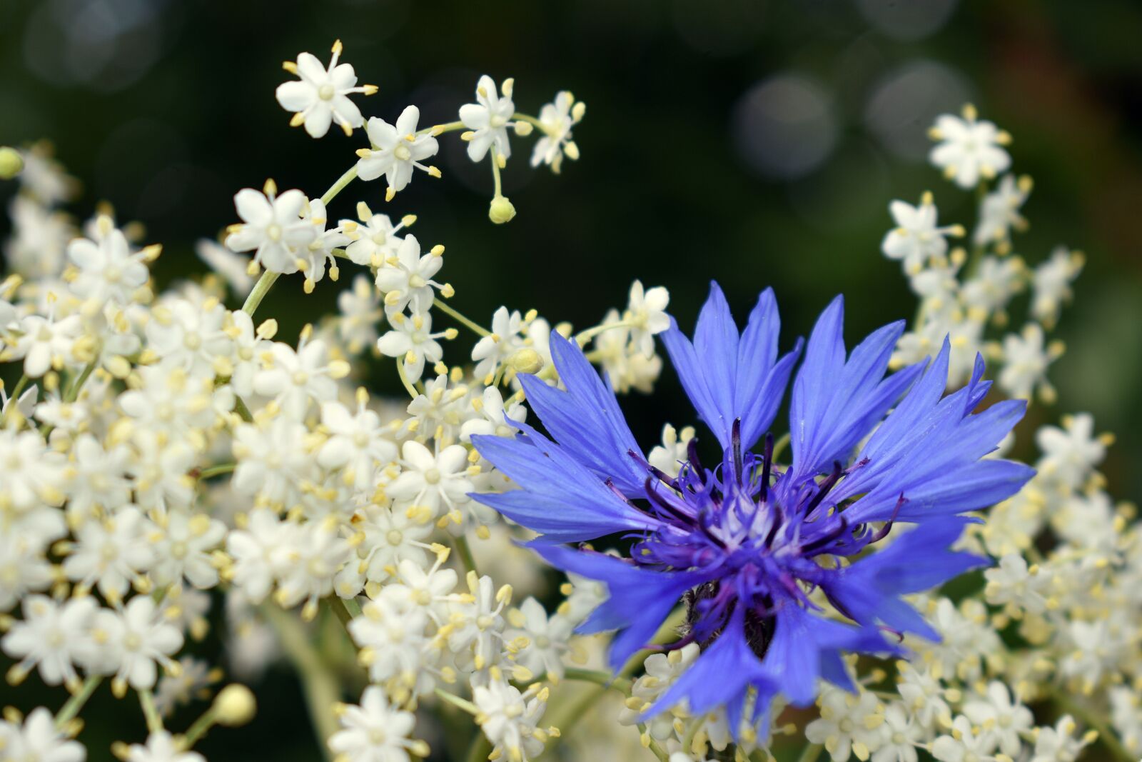 Nikon D3400 sample photo. Flower, flowers, cornflower photography